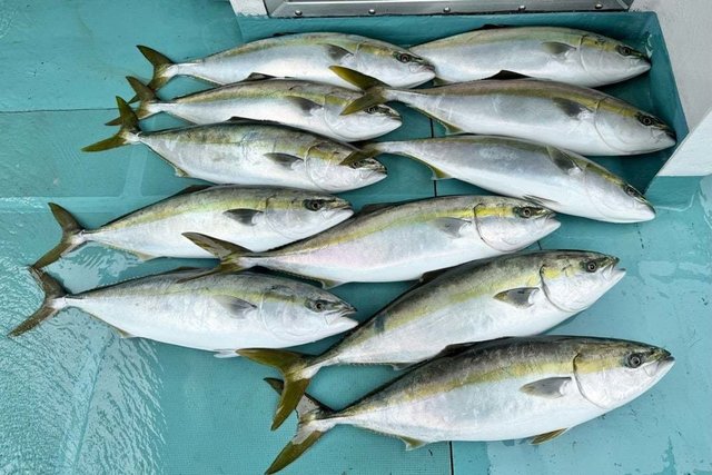 ワラサ(ブリ)・ヒラマサ