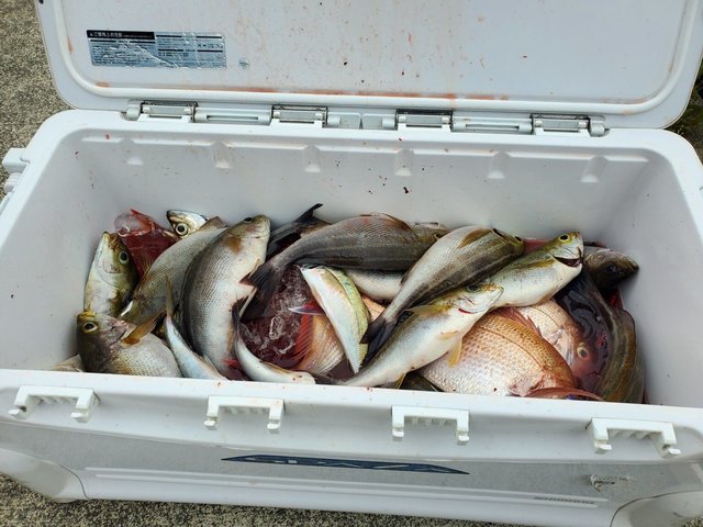 マダイ・イサキ