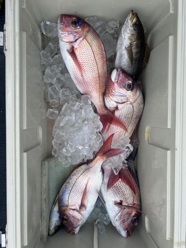 マダイ・イサキ