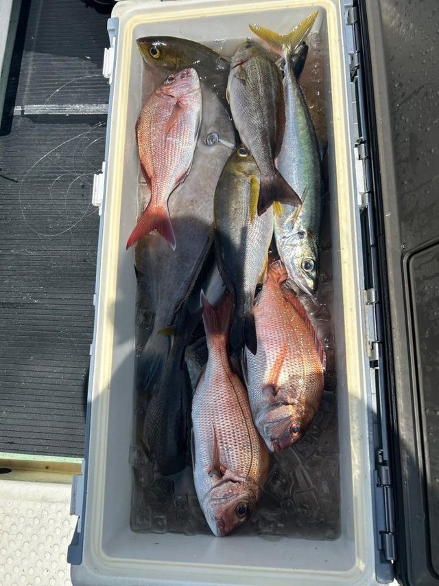 マダイ・イサキ