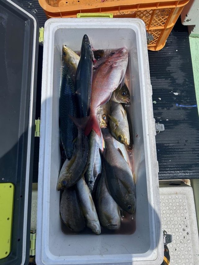 マダイ・イサキ