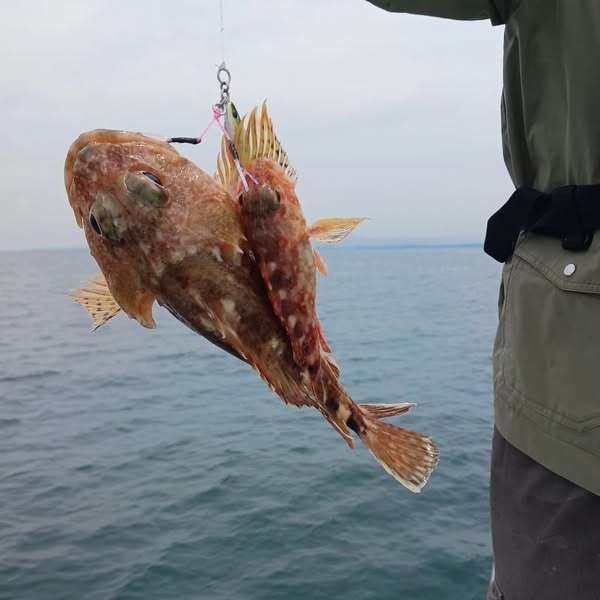 アラカブ(カサゴ)