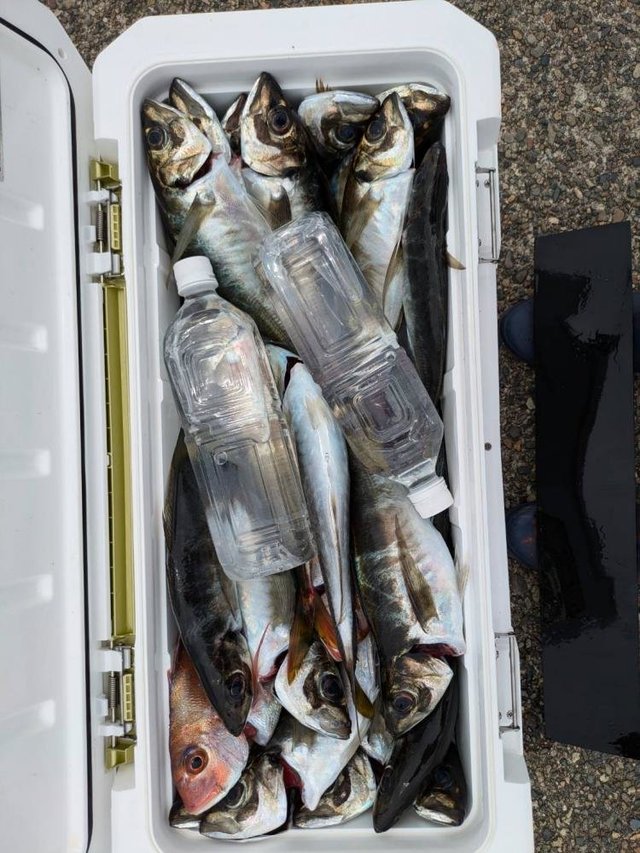 ハナダイ(チダイ)・アジ(マアジ)