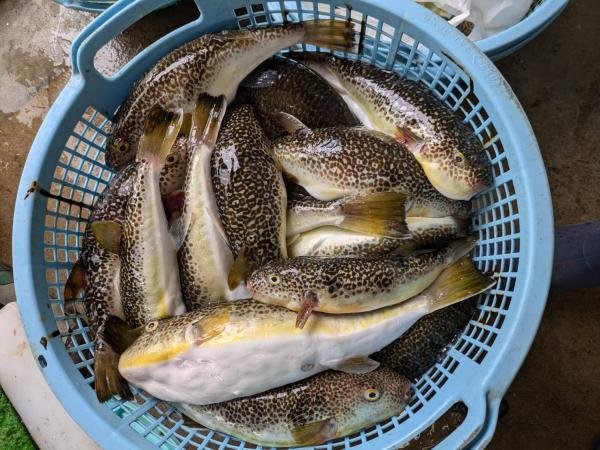 ショウサイフグ