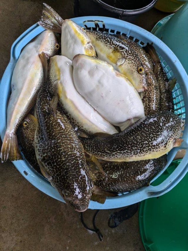 ショウサイフグ