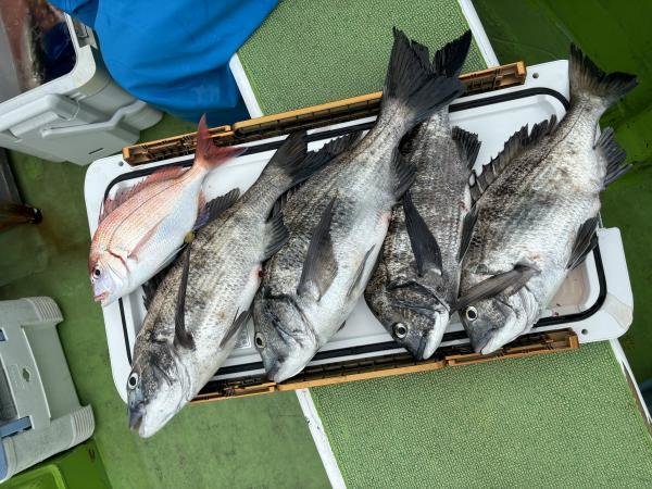 ハナダイ(チダイ)・クロダイ