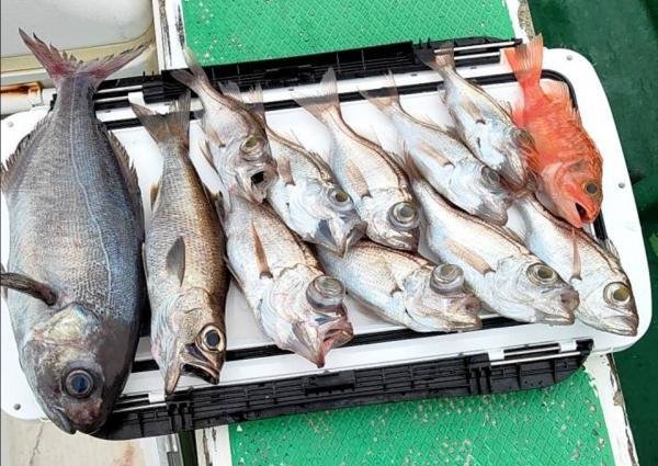 クロムツ・メダイ・シロムツ(オオメハタ)