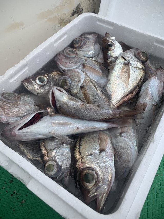 クロムツ・メダイ・シロムツ(オオメハタ)