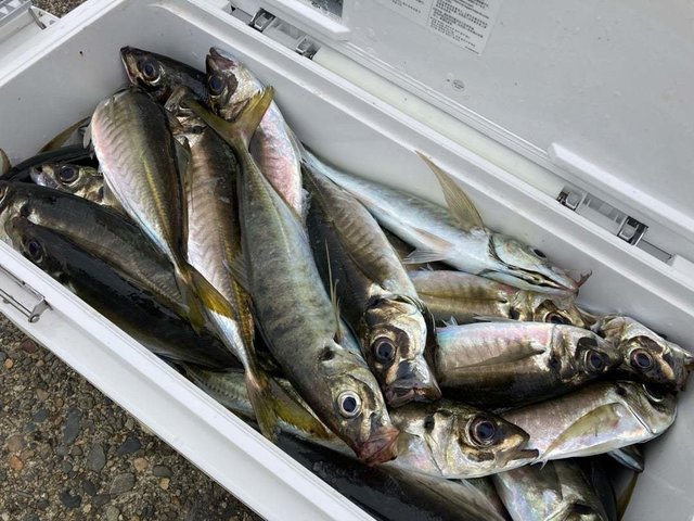 アジ(マアジ)・サバ(ゴマサバ)