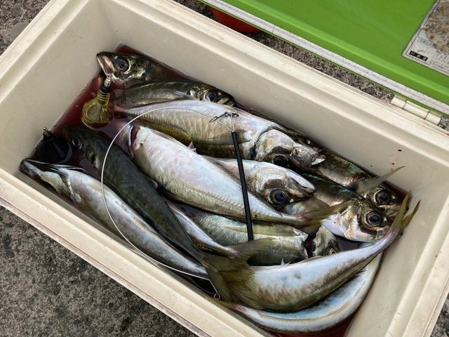 アジ(マアジ)・サバ(ゴマサバ)