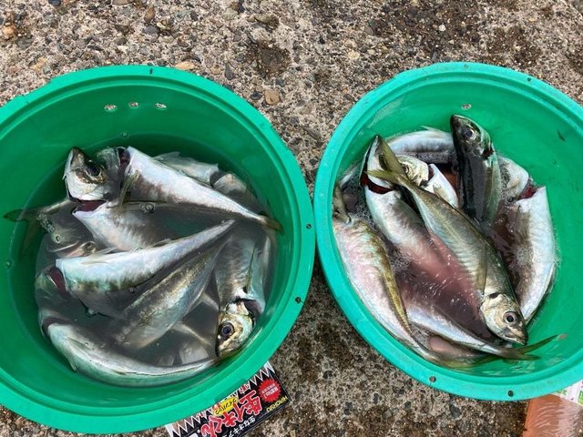 アジ(マアジ)・サバ(ゴマサバ)