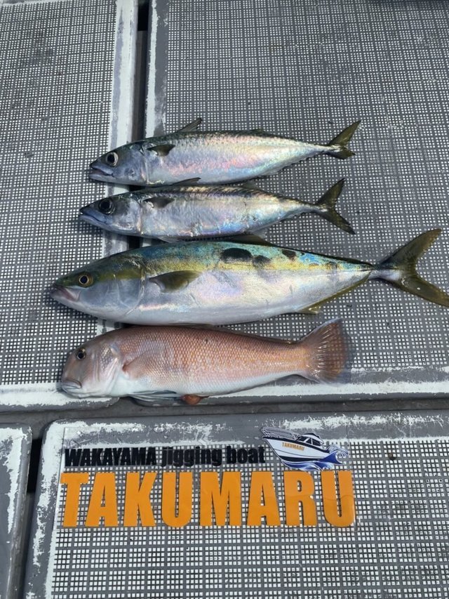 アジ(マアジ)・ハマチ(ブリ)・アマダイ(アカアマダイ)・サバ(ゴマサバ)