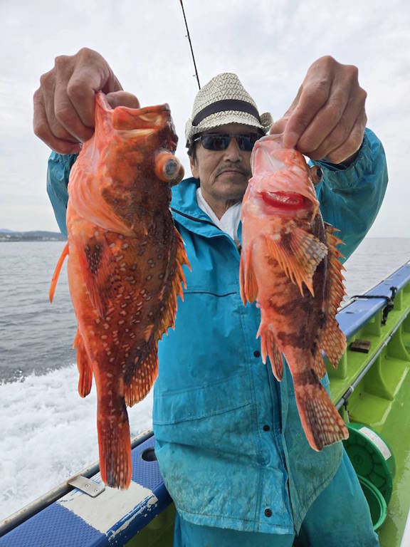 カンコ(ウッカリカサゴ)