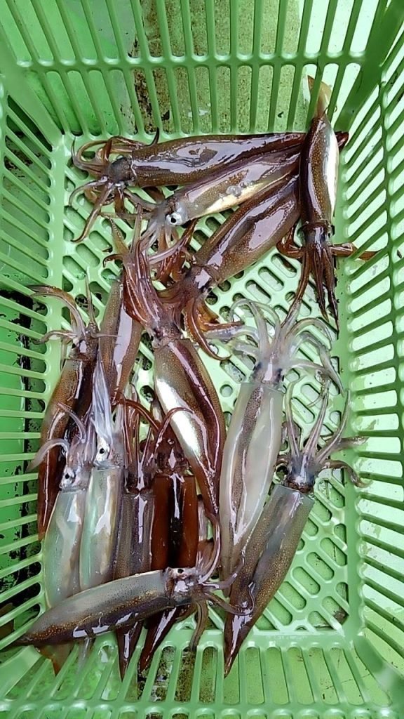 ムギイカ(スルメイカ)