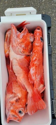 メヌケ(アコウダイ)