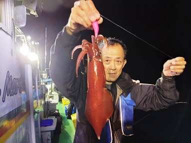 マイカ(ケンサキイカ)