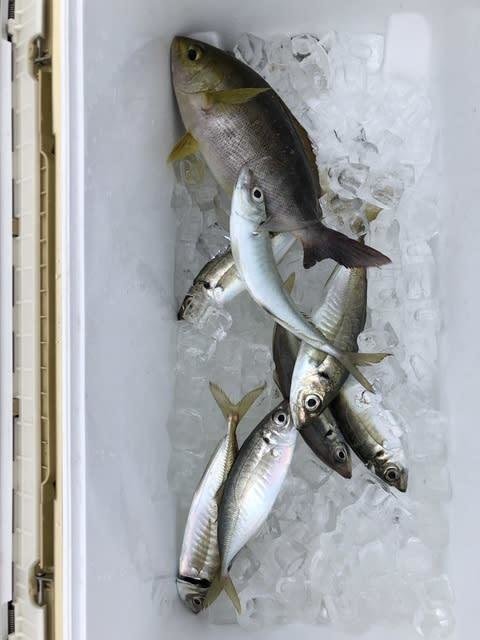 マアジ・イサキ