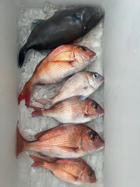 マダイ・ウマヅラハギ