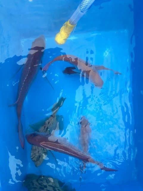 マダイ・カワハギ