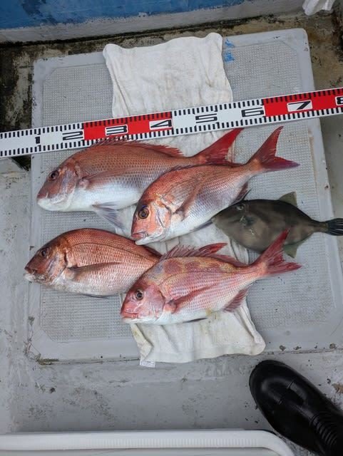 マダイ・ウマズラハギ(ウマヅラハギ)