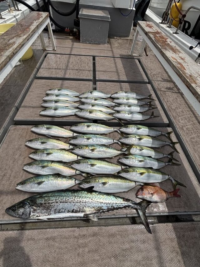 マダイ・ハマチ(ブリ)・サワラ