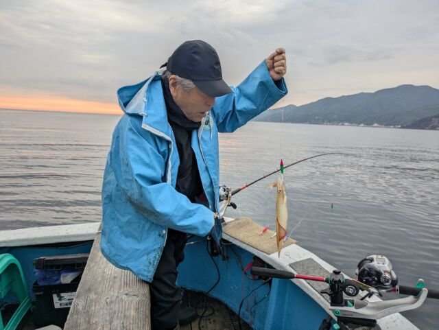 マイカ(ケンサキイカ)