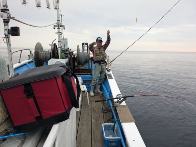 マイカ(ケンサキイカ)