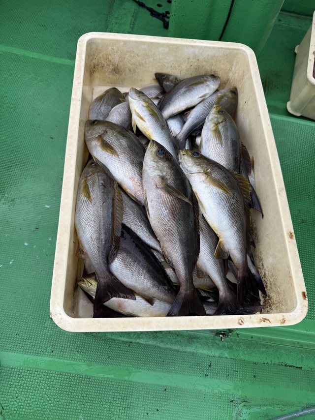 イサギ(イサキ)