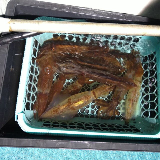 ケンサキ(ケンサキイカ)・スルメ(スルメイカ)