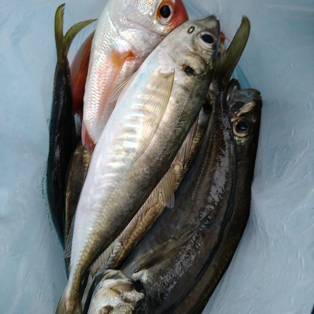 レンコ(キダイ)・アジ(マアジ)