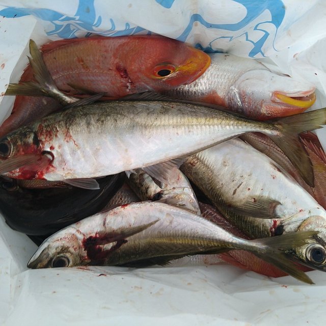 レンコ(キダイ)・アジ(マアジ)