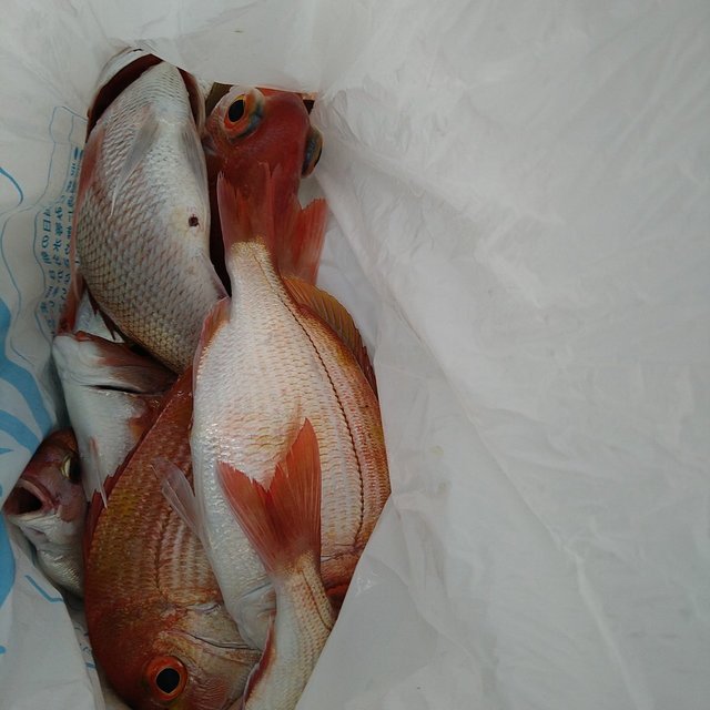 レンコ(キダイ)