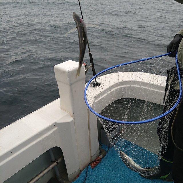 アジ(マアジ)・ケンサキ(ケンサキイカ)