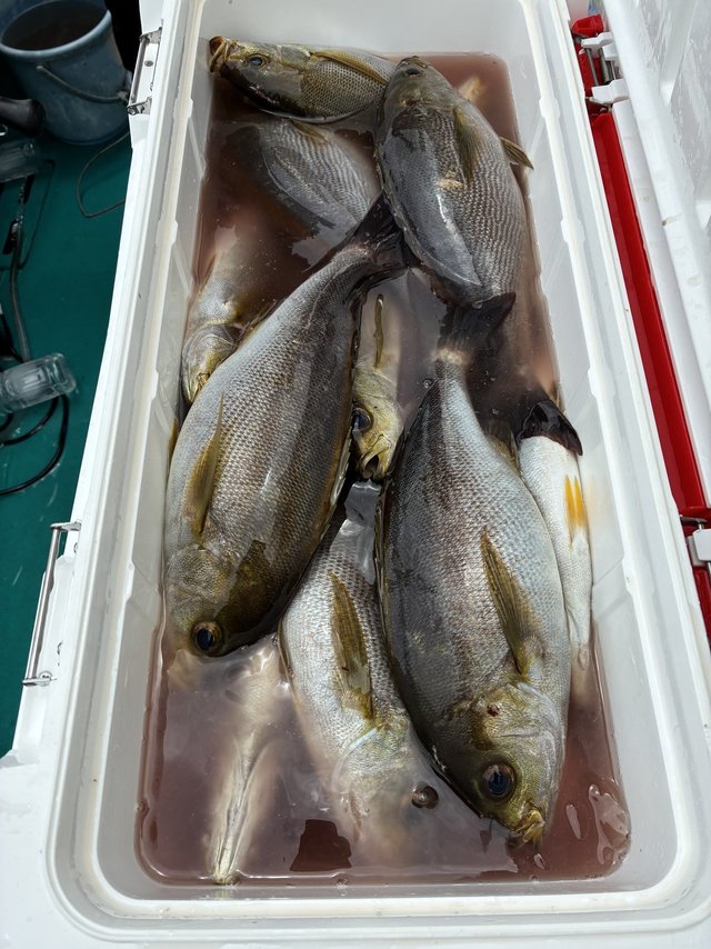 イサギ(イサキ)