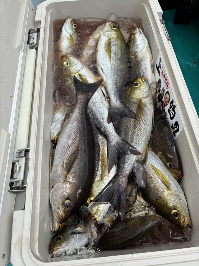 イサギ(イサキ)