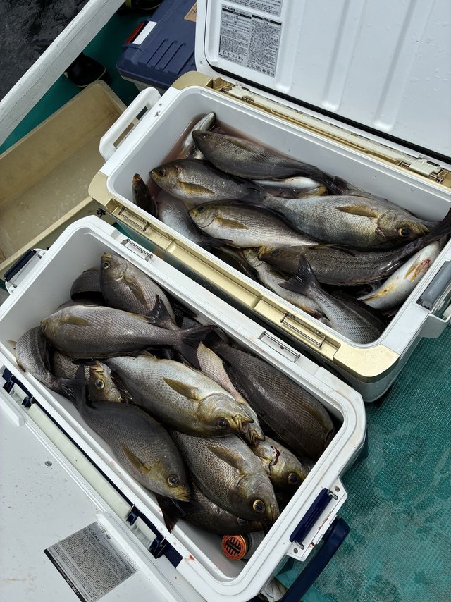 イサギ(イサキ)