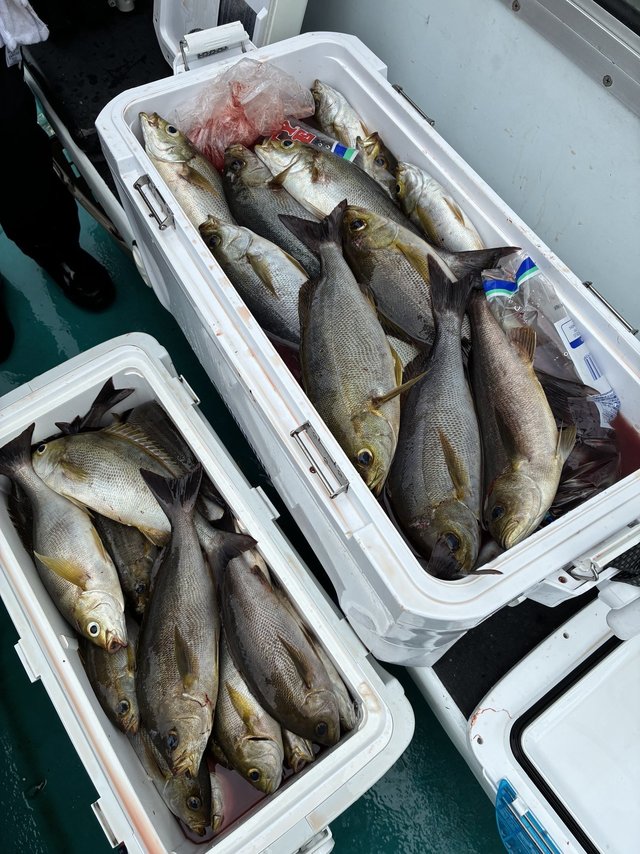 イサギ(イサキ)