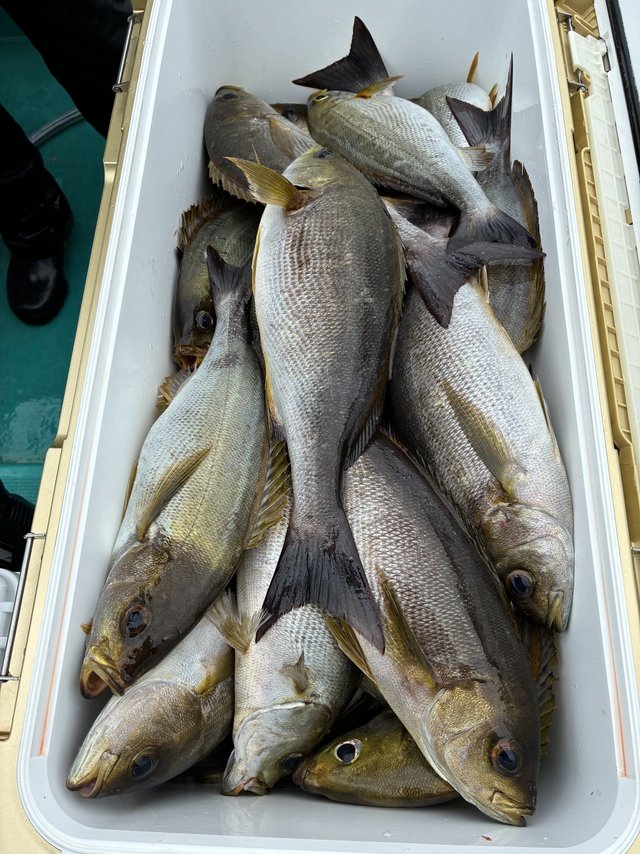 イサギ(イサキ)