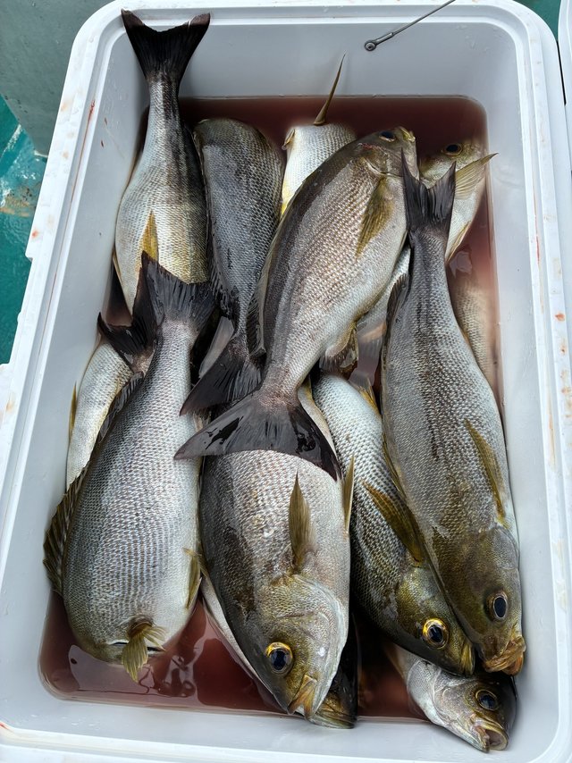 イサギ(イサキ)