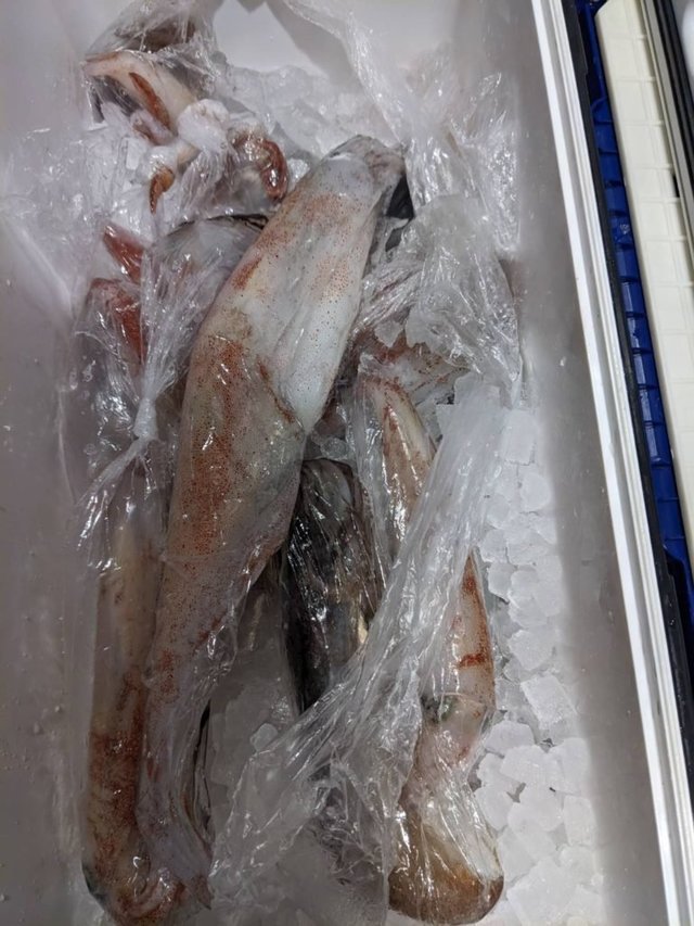 イカ(ヤリイカ)