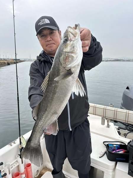 シーバス(スズキ)