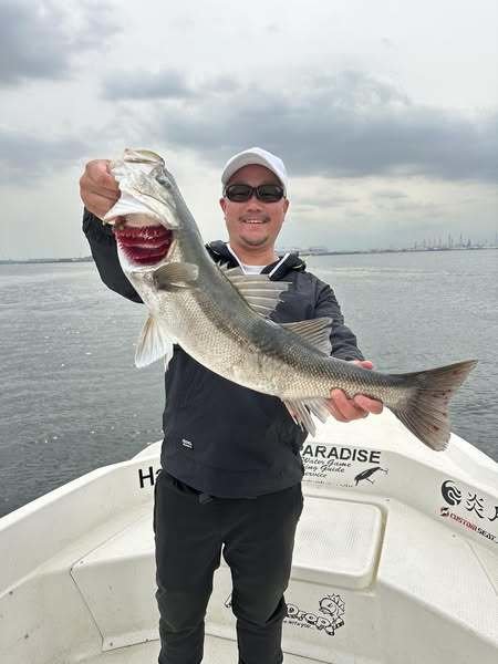 シーバス(スズキ)