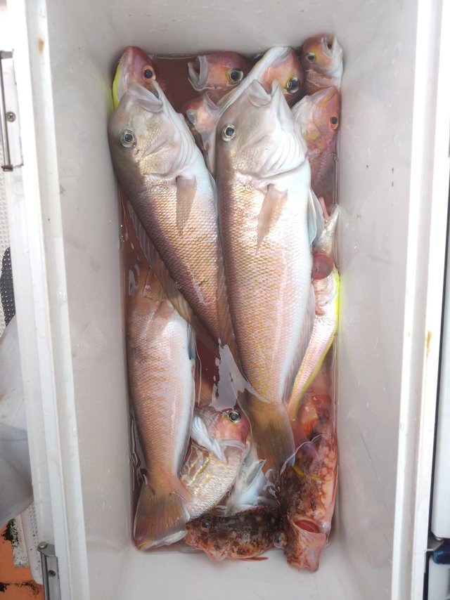 アカアマダイ・シロアマダイ・カサゴ