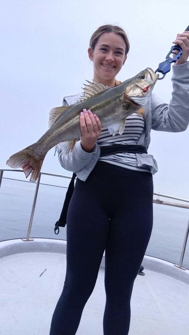 シーバス(スズキ)