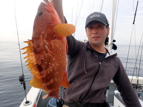 アコウ(キジハタ)