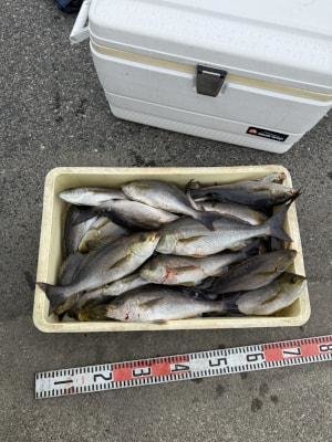 イサギ(イサキ)