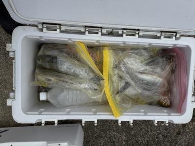 イサギ(イサキ)