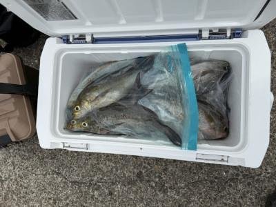 イサギ(イサキ)