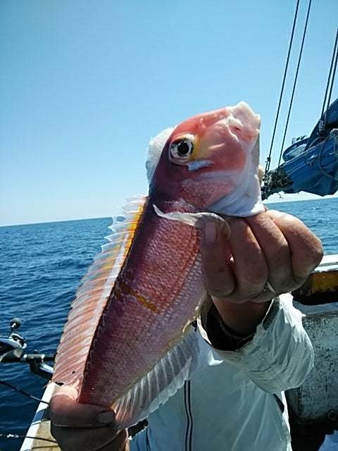 アマダイ(アカアマダイ)