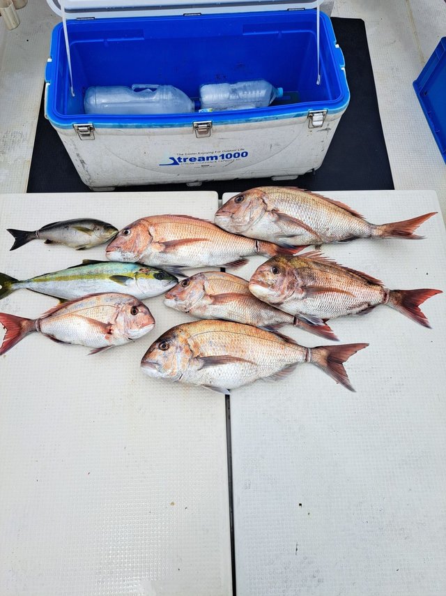 マダイ・ヒラマサ・イサキ